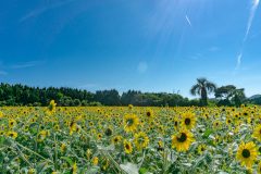 大学生の夏休みは何をして過ごす？